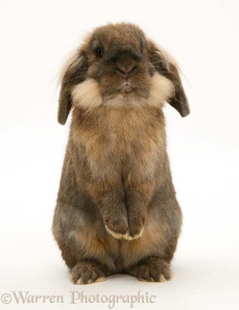 Lionhead rabbit standing up, white background