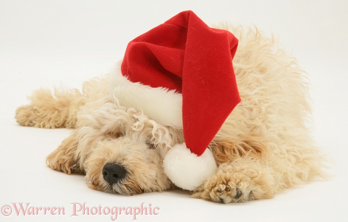 Sleepy Cream Miniature Poodle, Rodney, wearing a Father Christmas hat, white background