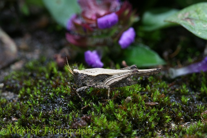 Slender Ground-hopper (Tetrix subulata) female.  Europe