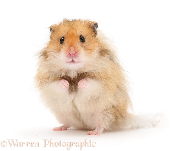 Long-haired Syrian Hamster, white background