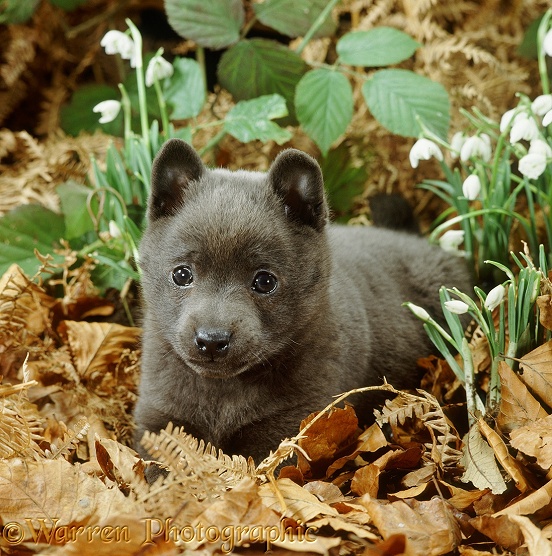 Blue Schipperke (Belgian/Dutch Barge Dog) puppy, 6 weeks old