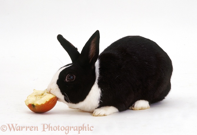 Black Dutch rabbit eating apple, white background