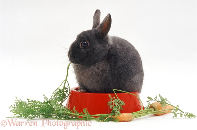 Blue Dwarf female rabbit, in a plastic bowl, eating carrot tops, white background