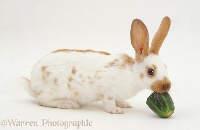 Sandy spotted English rabbit eating a chunk of cucumber, white background