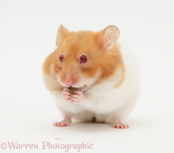 Short-haired Syrian Hamster stuffing its pouches, white background