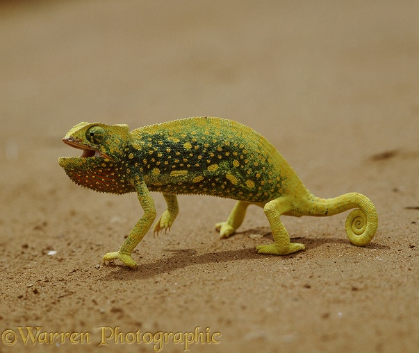 Graceful Chameleon (Chamaeleo gracilis) in defensive display.  Africa