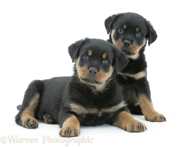 Two Rottweiler pups, white background