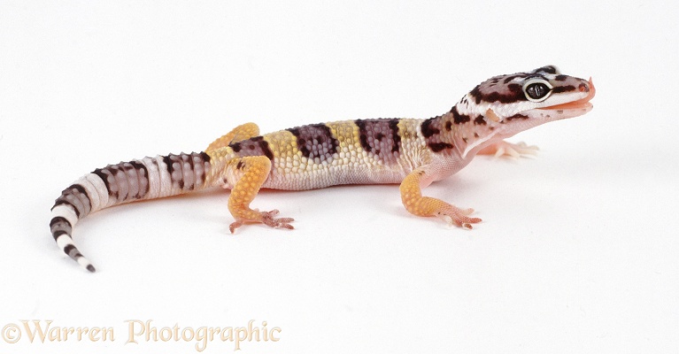 Leopard Gecko (Eublepharis macularius) juvenile, white background