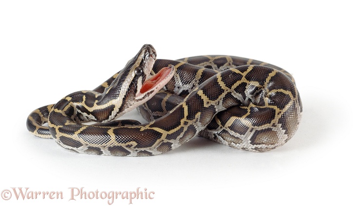 Burmese Python (Python molurus) newly hatched from an egg.  SE Asia, white background