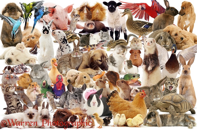 Pets montage jigsaw, white background