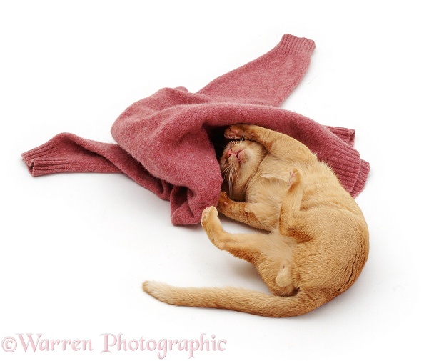 Red Burmese male cat Ozzie rolling with pink woollen jumper, white background