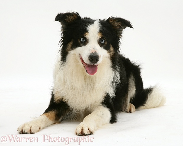 Border Collie dog, Baloo, lying with head up, white background