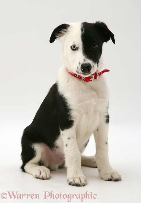Black-and-white Border Collie pup, Kicker, white background