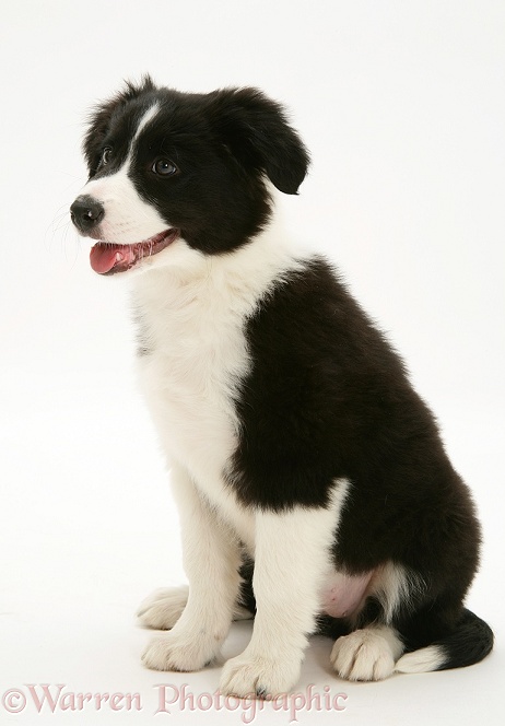 Black-and-white Border Collie pup, Pepper, white background