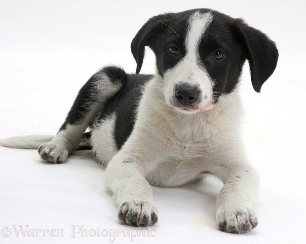 Black-and-white Border Collie pup, white background