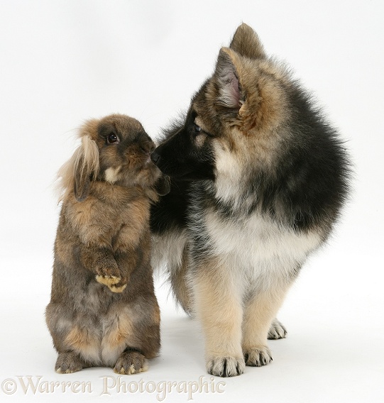 German Shepherd Dog bitch pup, Echo, with Lionhead rabbit, white background