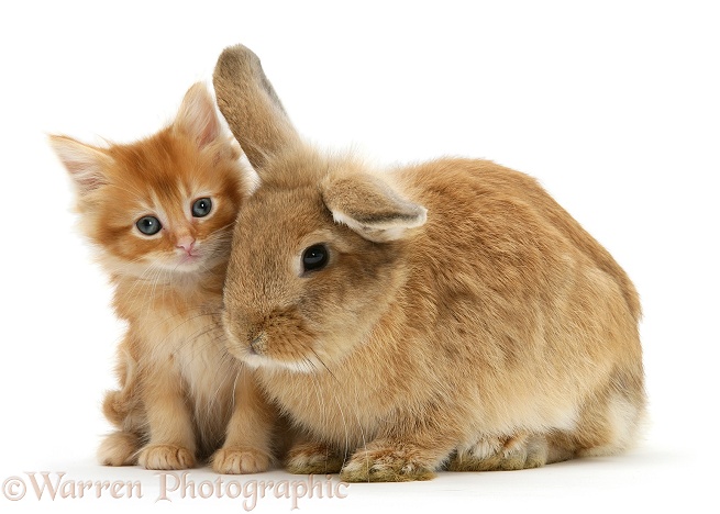 Ginger kitten with Lionhead-cross rabbit, white background