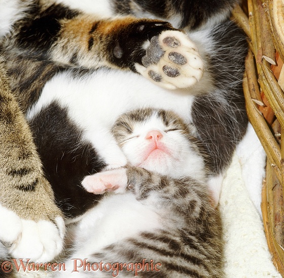 Two-week-old kittens asleep after suckling