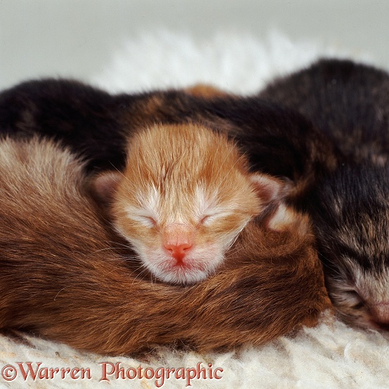 Dainty's kittens, a few hours old, asleep in a heap