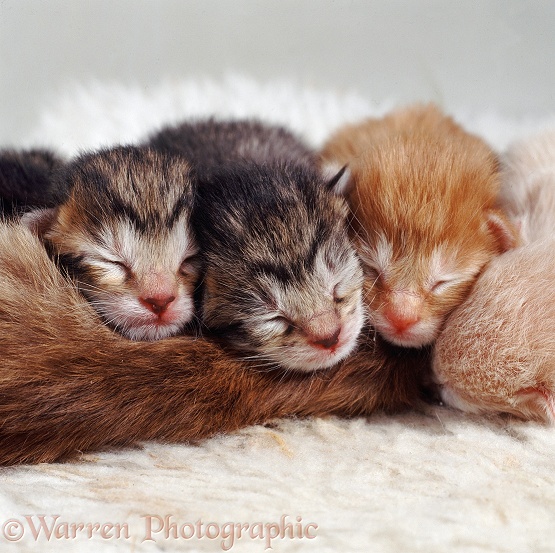 Dainty's kittens, a few hours old, asleep in a heap