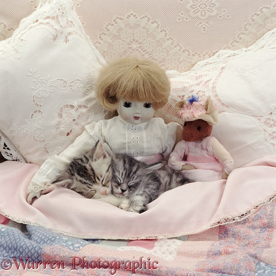 Bumblecee's silver kittens asleep with doll and soft toy mouse