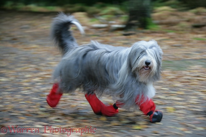 Bearded Collie bitch, Flora, running with boots on