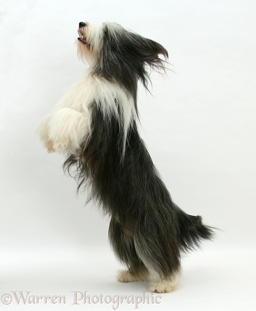 Bearded Collie bitch, Ellie, jumping up, white background