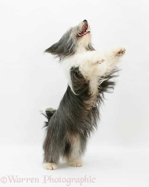 Bearded Collie bitch, Ellie, jumping up, white background