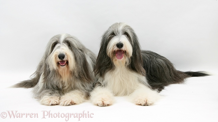 Bearded Collie bitches, Flora and Ellie, white background