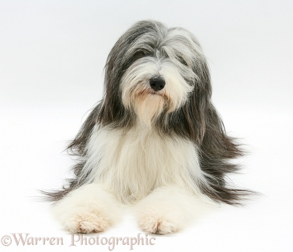 Bearded Collie bitch, Ellie, lying with head up, white background