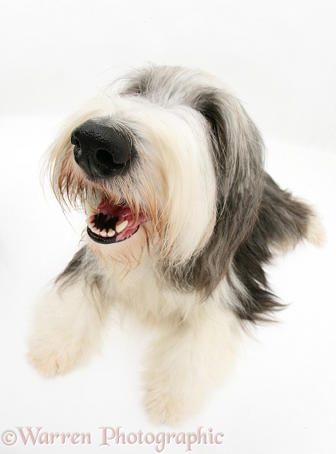 Bearded Collie bitch, Ellie, lying with head up, white background