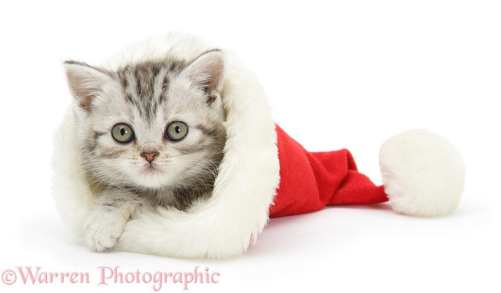Silver Tabby kitten in a Father Christmas hat, white background