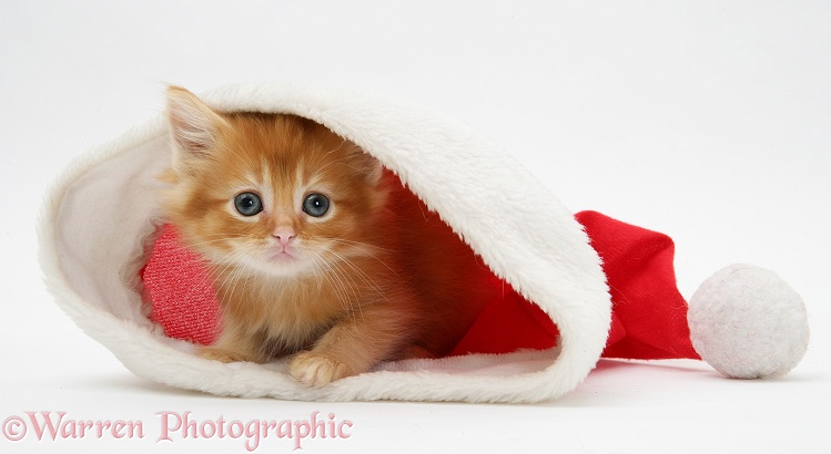 Ginger kitten in a Father Christmas hat, white background