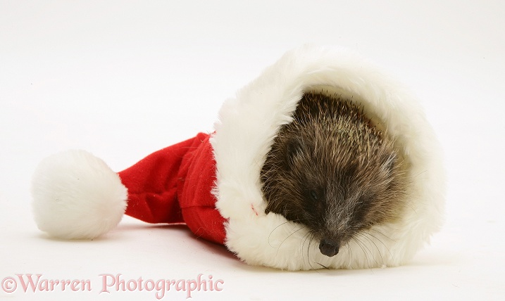 Hedgehog in a Santa hat, white background