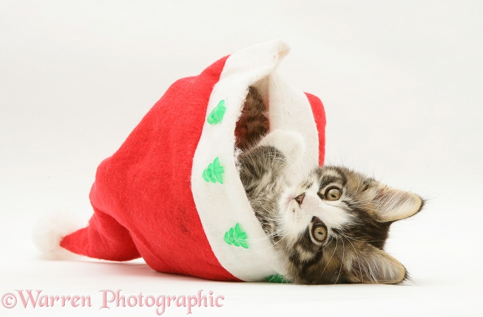 Maine Coon kitten, 8 weeks old, in a Santa hat, white background