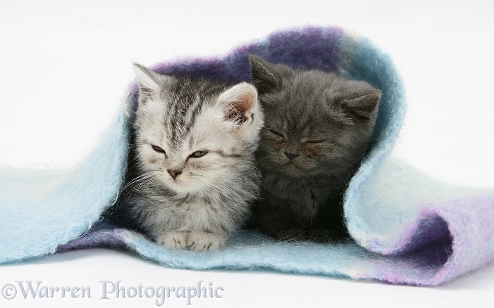 Two kittens asleep under a scarf, white background