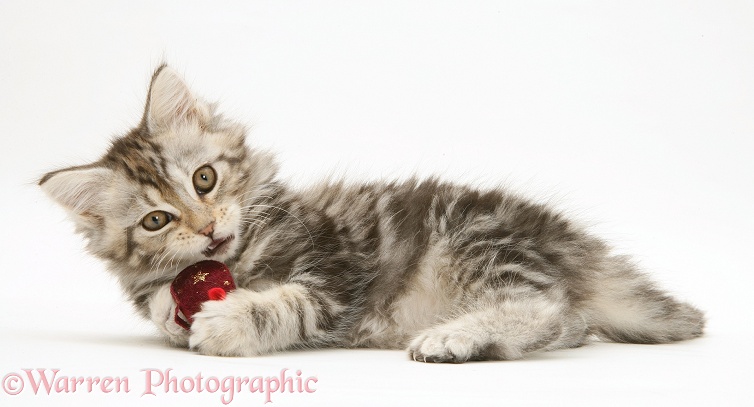 Tabby Maine Coon kitten playing with a toy mouse, white background