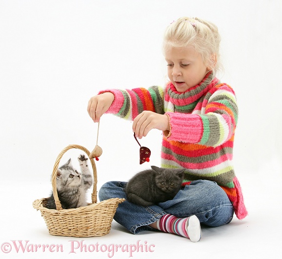 Siena playing with kittens in a basket, white background