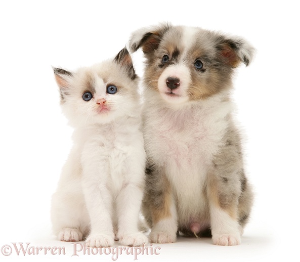 Birman-cross kitten and blue merle Shetland Sheepdog pup, white background