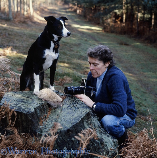 Jane Burton photographing albino hedgehog with Border Collie, Tess