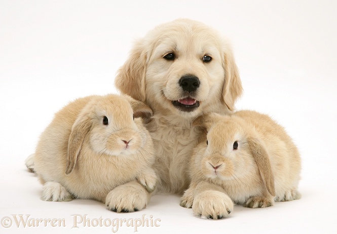 Sandy Lop rabbits and Golden Retriever pup, white background