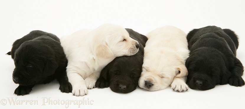 Sleepy black and yellow Goldador pups, white background