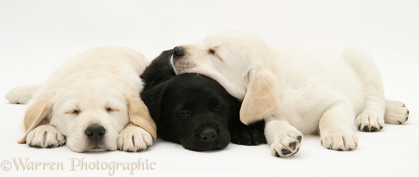 Sleepy yellow and black Goldador Retriever pups, white background
