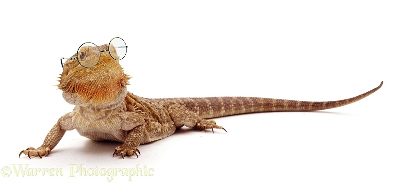 Bearded Dragon (Amphibolurus mitchelli) with Harry Potter glasses, white background