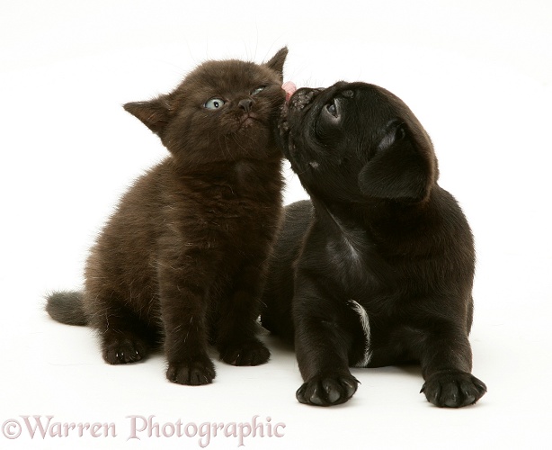 Black Pug pup Victor with black kitten Panther, white background
