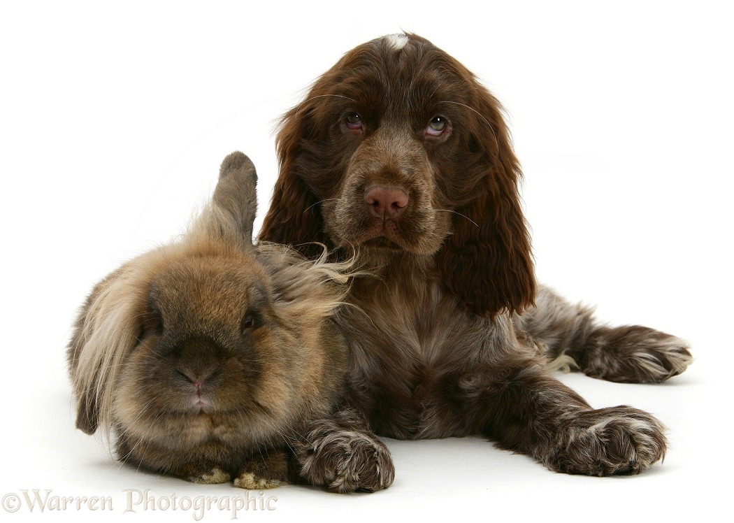 Chocolate roan Cocker Spaniel pup, Topaz, 12 weeks old, with Lionhead rabbit, white background
