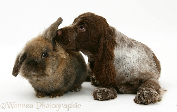 Chocolate roan Cocker Spaniel pup, Topaz, 12 weeks old, with Lionhead rabbit, white background