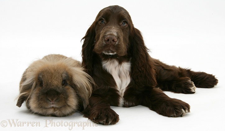 Chocolate Cocker Spaniel pup, Cadbury, 12 weeks old, with Lionhead rabbit, white background