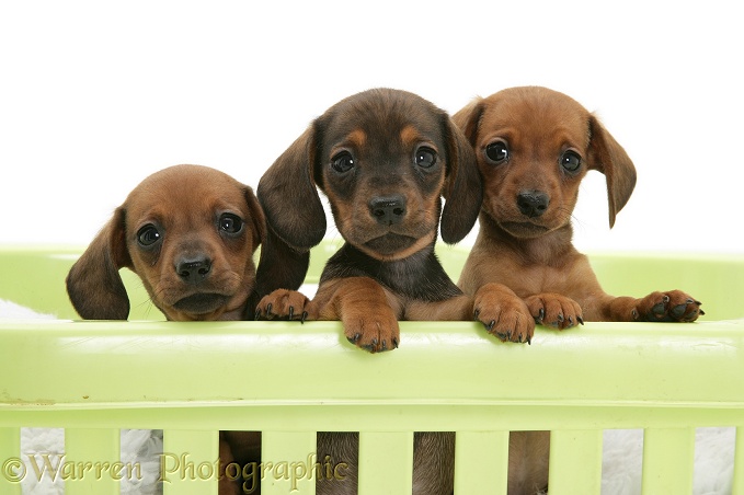Red miniature Dachshund pups, paws over, white background
