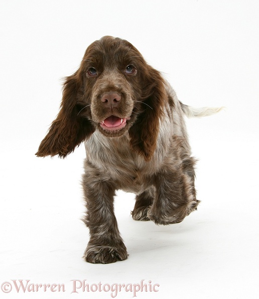 Chocolate roan Cocker Spaniel pup, Topaz, 12 weeks old, white background